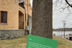 Thaw by Edward Thomas